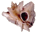 Ceratostoma eurypteron
