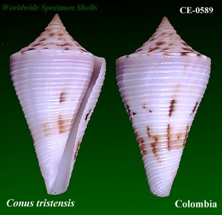 Conus tristensis