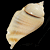 Gibberulus gibberulus gibbosus