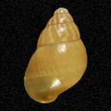 Chrysallis fischeri

