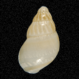 Chrysallis fischeri
