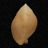 Semicassis craticulata
