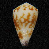Conus nux
