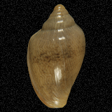 Marginella lineolata