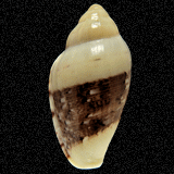 Marginella piperita albocincta
