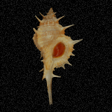Siratus articulatus
