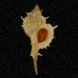 Siratus articulatus
