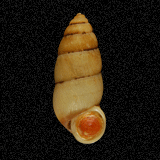 Megalomastoma croceum

