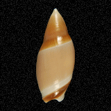 Amalda hinomotoensis urasima
