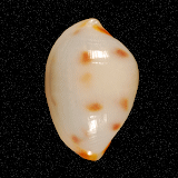 Testudovula nipponensis
