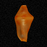 Rotaovula septemmacula