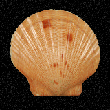 Aequipecten lineolaris
