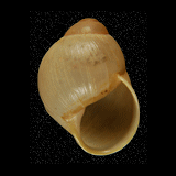 Austroborus lutescens
