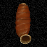 Urocoptis ovata sanctaeannae