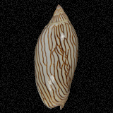 Amoria ellioti (intermediate)
