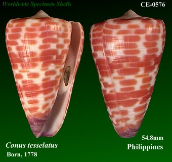 Conus tesselatus