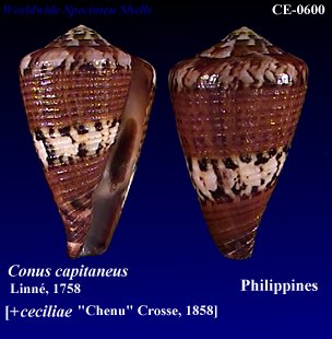 Conus capitaneus ceciliae