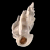Gyroscala statuminatum