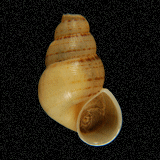 Chondropoma pictum celsum
