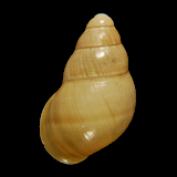 Chrysallis fischeri
