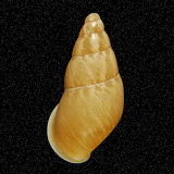 Chrysallis calamianica
