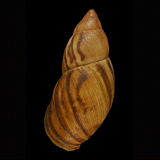 Plectostylus chilensis
