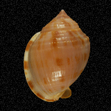 Semicassis granulatum peristephes
