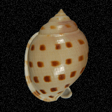 Semicassis bisulcata [booleyi]

