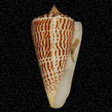 Conus spurius lorenzianus
