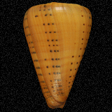 Conus betulinus
