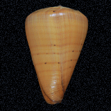 Conus betulinus
