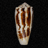 Conus magus [assimilis]
