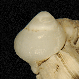 Magilus antiquus

