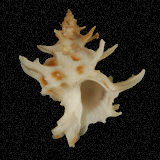 Babelomurex spinosus
