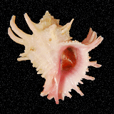 Babelomurex ricinuloides
