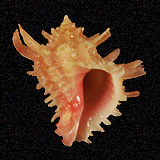 Babelomurex ricinuloides
