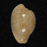 Cypraea fuscorubra [gondwanalandensis]
