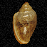 Marginella lineolata
