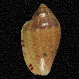Marginella rosea
