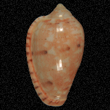 Marginella senegalensis
