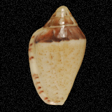 Marginella minuscula
