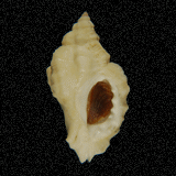 Ceratostoma nuttallii
