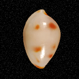 Testudovula nipponensis
