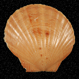 Aequipecten lineolaris
