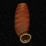 Urocoptis ovata sanctaeannae

